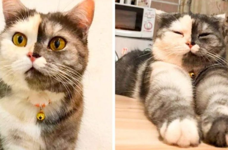 Ket, a two-faced cat, conquers the Internet. She’s adorable!