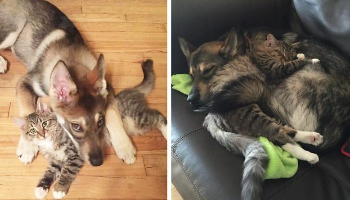 Lonely dog adopts a kitten from the shelter as his greatest buddy