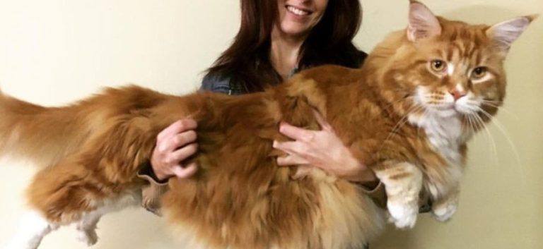 The Longest Cat In The World: Who Is He, Where Does He Live And How Does He Win People’s Hearts