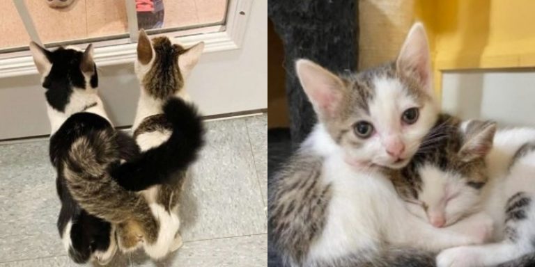 Kittens sit at the window, hoping to find a warm place to call home for the two of them