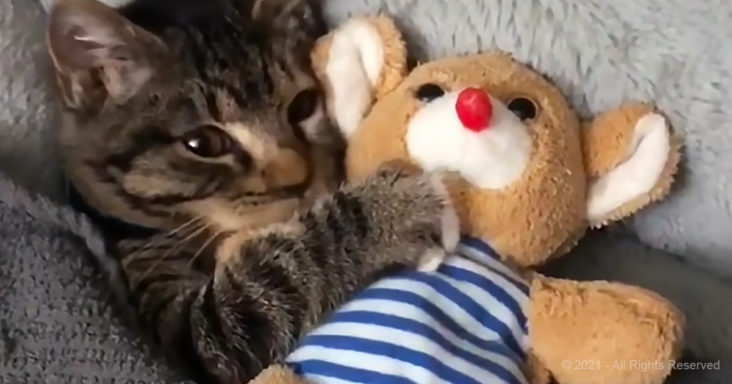 Tiger kitten snuggling his prized teddy bear will melt your heart