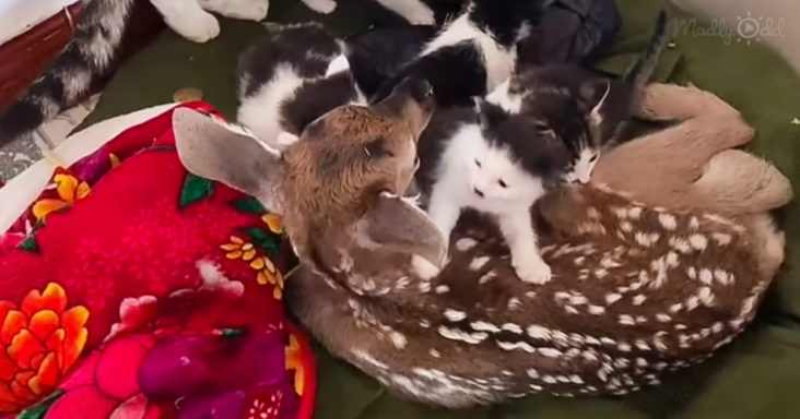 Adorable baby deer meets a bunch of super cute curious kittens