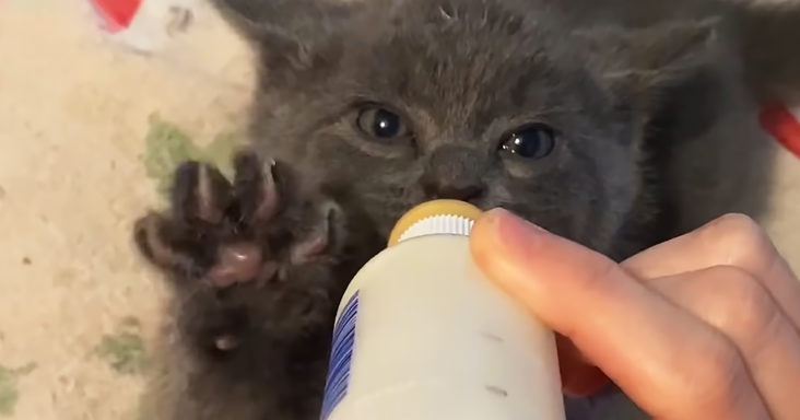 Tiny kitten loves being bottle-fed by woman, refuses to switch to solid food