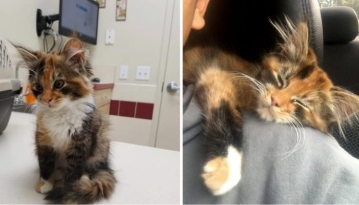 A kitten decides to stay in a man’s apartment after asking for food there, changing his life.