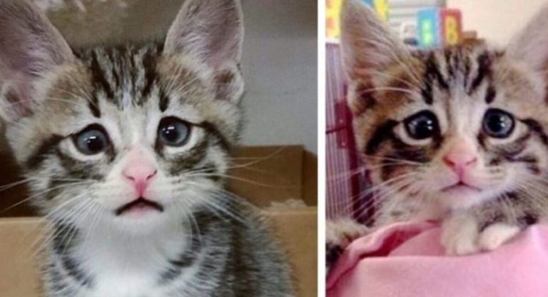 Cute kitten with sad and fearful eyes will melt your heart and steal your heart.