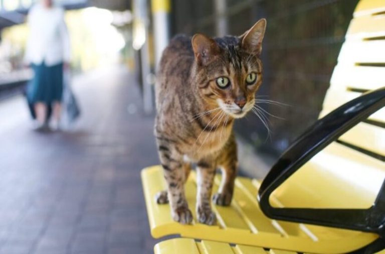 The adored railway station kitten was promoted to ‘Head of Customer Relations’ after ten years of dazzling travelers.