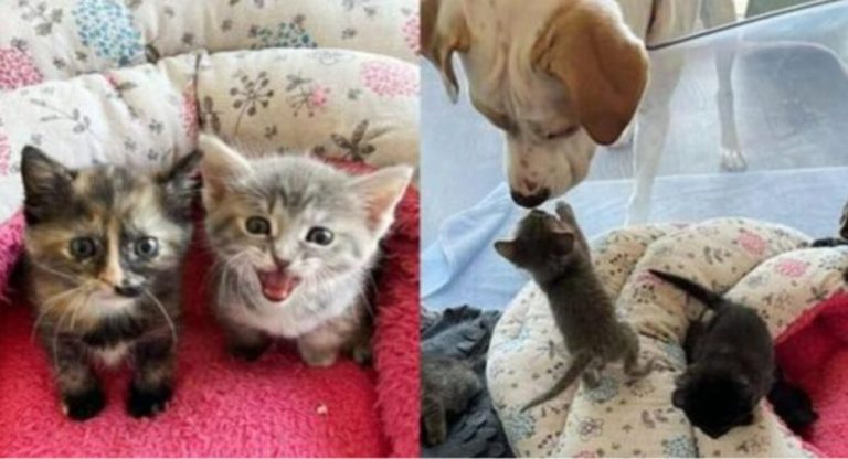 The kitten found in the front yard is accepted by the foster dog’s kindness.