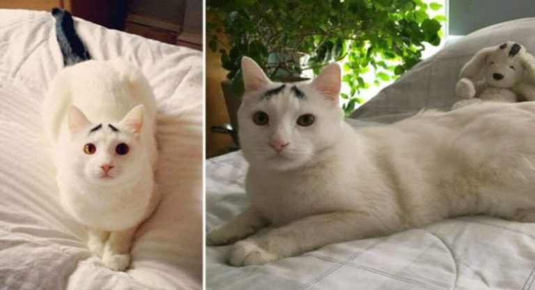 The internet has gone crazy over this cat’s incredibly expressive eyebrows.