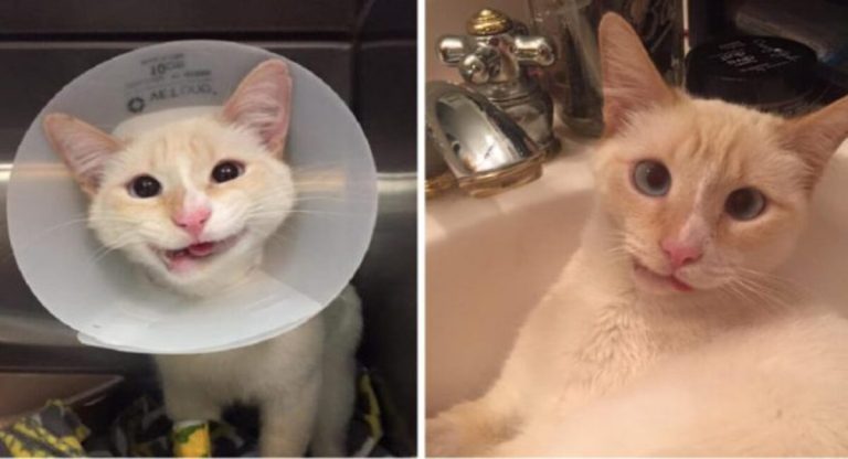 This lovely rescue cat smiles despite having a misaligned jaw.