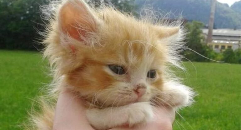 Unidentified little ginger cat was found in the woods without a mother .