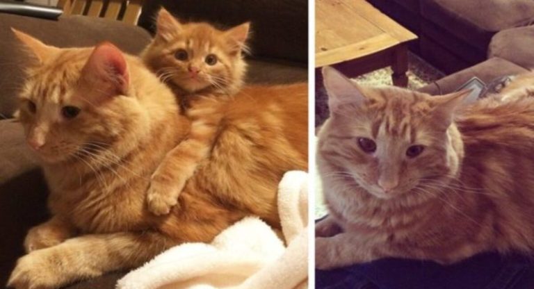 When a lonely cat came across his little kitten, he adopted him right away.