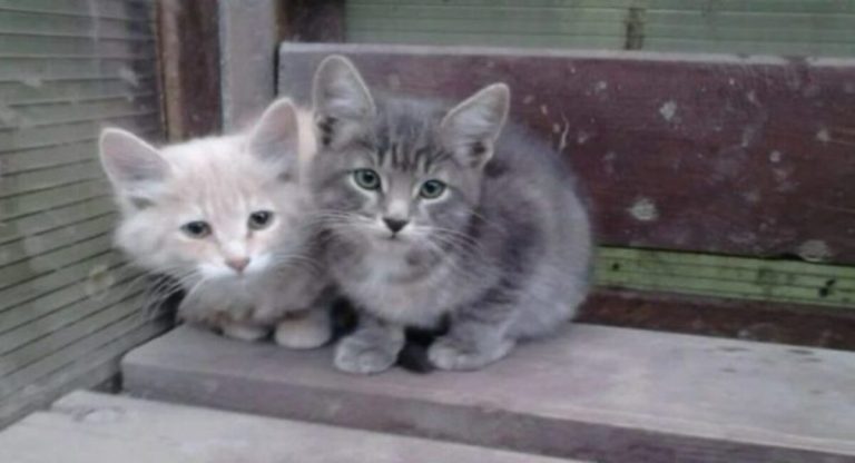 The owner put four lovely kittens outside the door without hesitation.