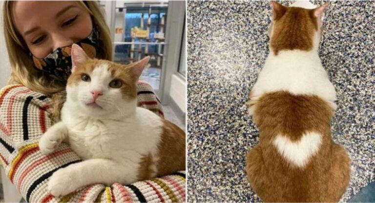 A cat is seeking for a family to adore since it has a perfectly shaped heart on its back.