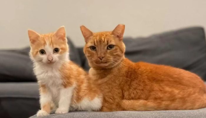 When this lady discovered her own tiny cat hugging an outside kitty, she was taken aback