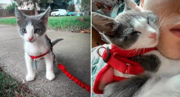 Following his new owner home, a lovely little kitten makes an irreplaceable buddy.