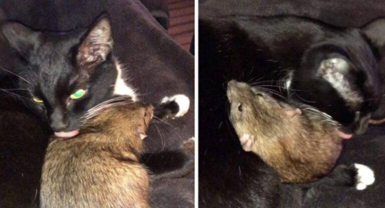 A cat and rat develop a peculiar bond after being saved from being snake meal.