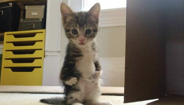 The kitty was taken to the ‘final injection,’ but the veterinarian refused