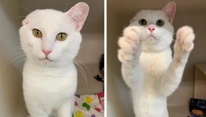 Unhappy cat with a missing ear greets people in order to find another home