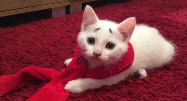 A little cat with unusual brows has grown into a lovely feline.