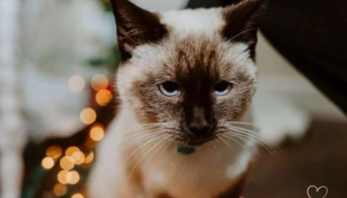 A sweet stray cat walked the streets, his collar adorned with a heartfelt inscription.