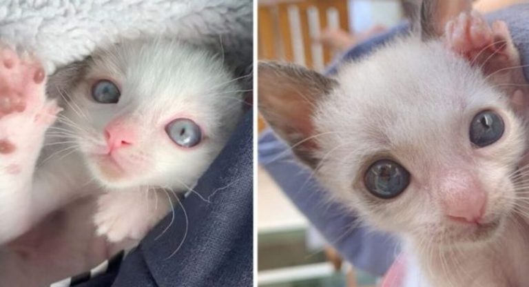 Large-eyed cat adheres to those who saved him.