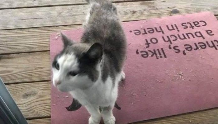 When a stray cat encounters a woman and continues to follow her home, the woman sees that the kitten is in need of help.