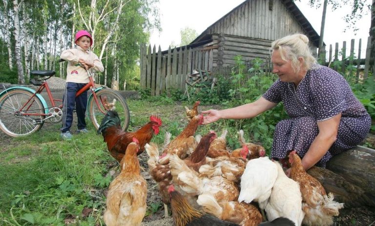 Коли сусідка вдиралася і брала з городу що хотіла, тітка клава мовчала. Але коли кури почали псувати їй грядки, вона не терпіла