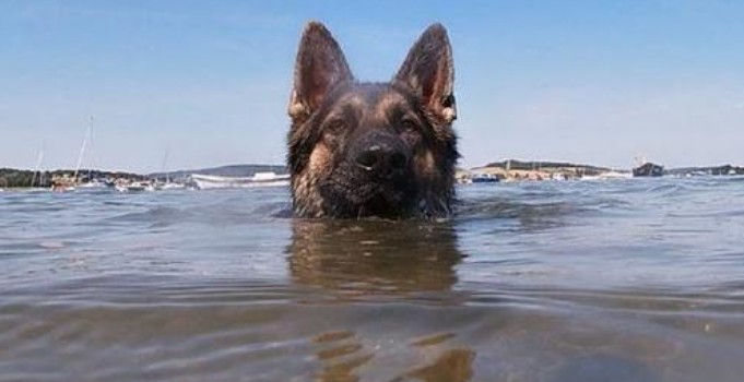 Собака плив 11 годин за своїм господарем. На щастя, він не залишився непоміченим. На всіх чекало диво