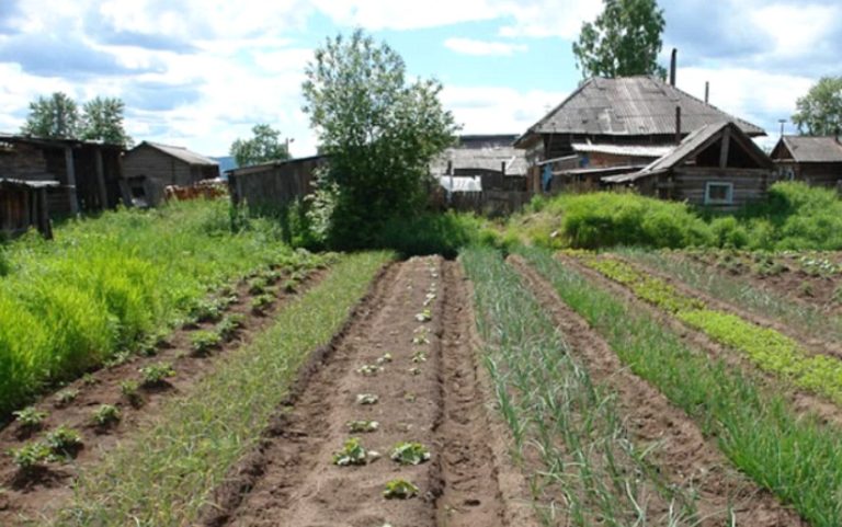 Син одружився з найголовнішою хуліrанкою свого класу, хоча я була проти. А якось, коли я працювала на городі, раптом до мене підбігла маленька дівчинка і