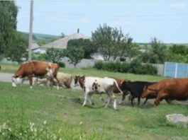 Катерина продала корову і поїхала в місто провідати дочку. Лист не писала, хотіла порадувати.