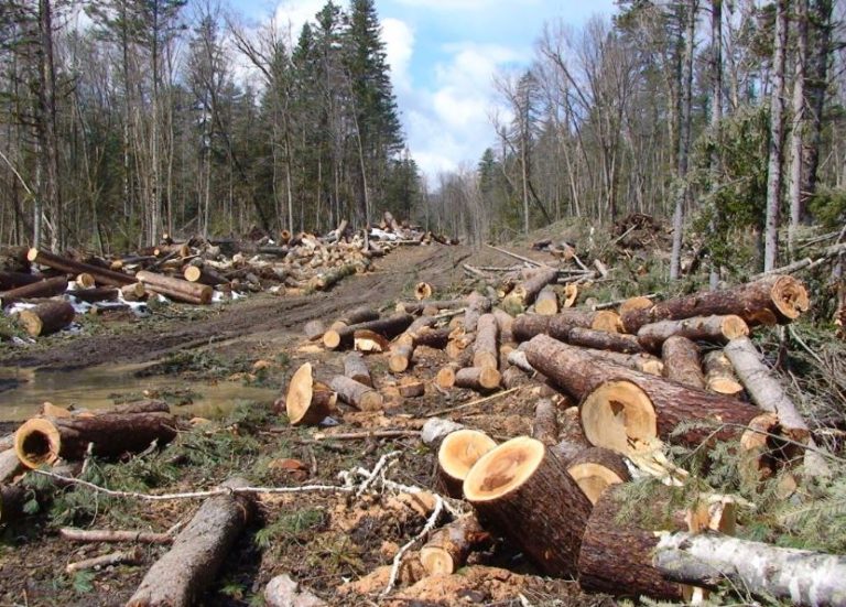 Роман вирушив у ліс у пошуках дров. Він уже зібрав значну кількість дров, коли почув жіночий галас . Відсунувши гілки, Роман побачив сина . Побачивши з ким він сидить, він не повірив своїм очам
