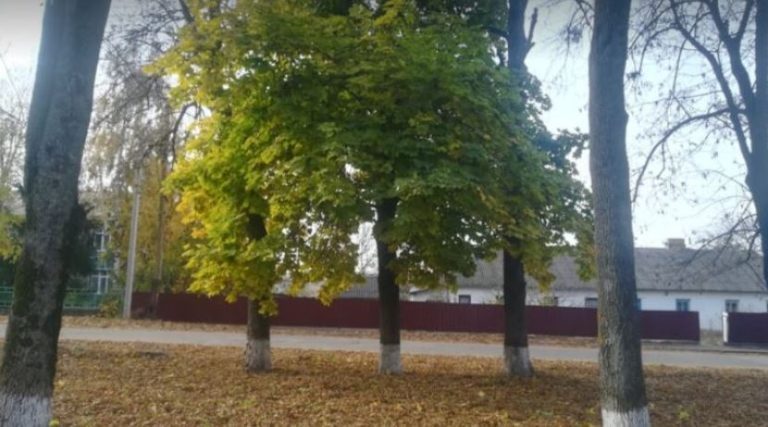 Спочатку я не розумів, чому дружина не ладнає з моєю мамою. Але, поспостерігавши за ними кілька днів, я все зрозумів