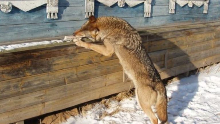 Все село критикувало Надю за те, що вона підгодовує вовчицю. Але незабаром сталося те, що поставило все село на вуха