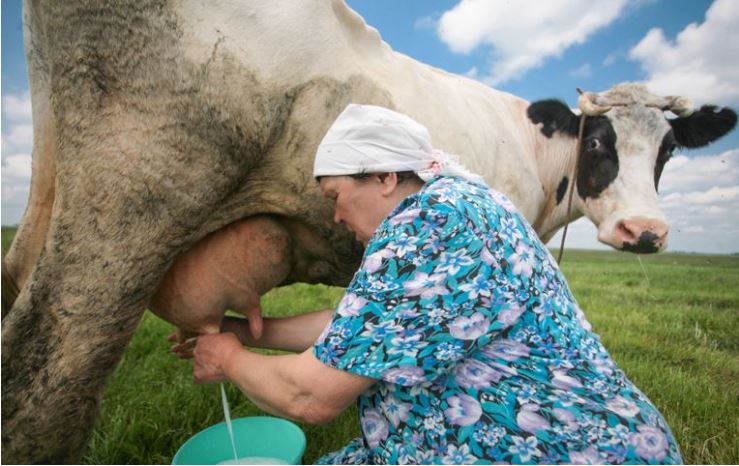 Я живу в селі, все життя працювала дояркою, але більше не можу займатися цією роботою, коли я сказала чоловікові продати корів, він назвав мене егоїсткою.
