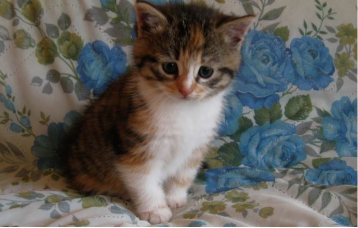 Коли наша 7-річна донька попросила кошеня, чоловік категорично відкинув цю ідею. Але одного разу я стала свідком ситуації, яка змінила мою думку про мого суворого чоловіка.