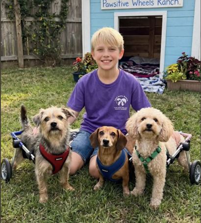 Моему 12-летнему сыну сделал инвалидные коляски для 3 бездомных собак – наша соседка разрушила их укрытие, но через 24 часа кто-то постучал к ней в дверь